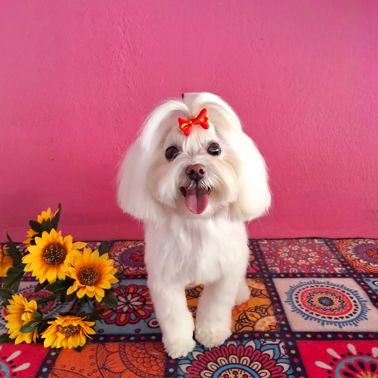 Peluquería canina Oh my dog! · Trabajo