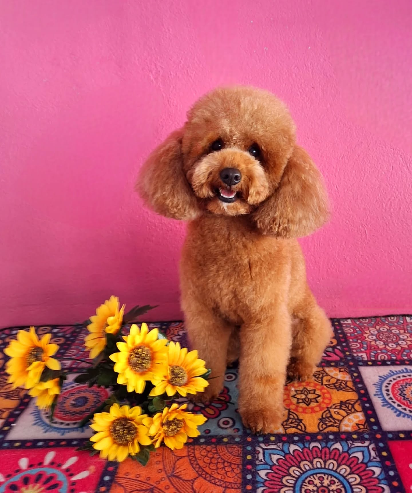 Peluquería canina Oh my dog! · Trabajo
