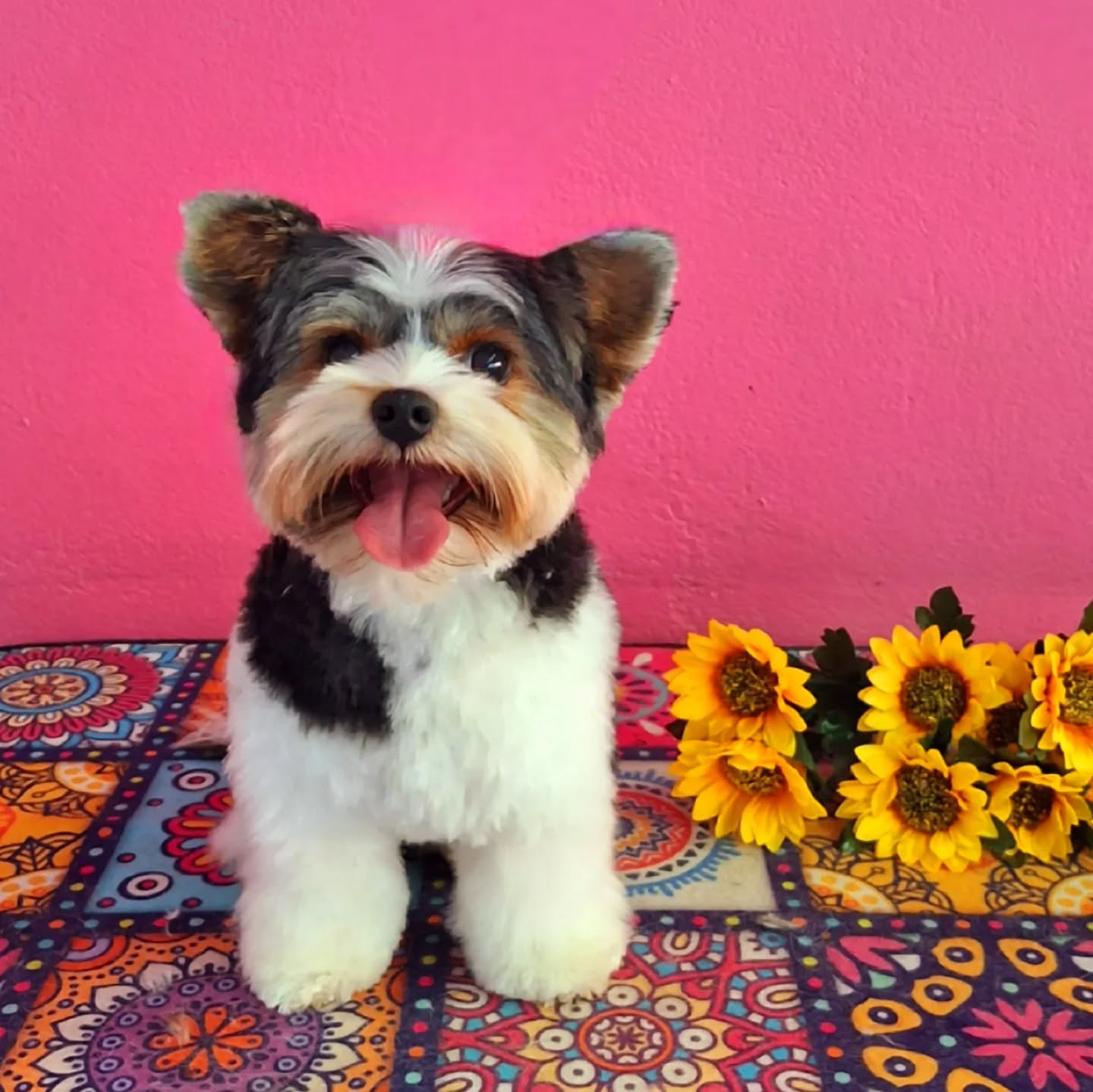 Peluquería canina Oh my dog! · Trabajo
